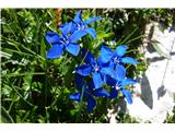 Spring Gentian (Gentiana verna)